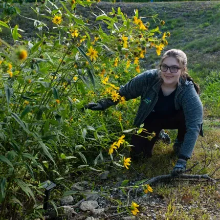 A U N E student works in the native garden on the Biddeford campus